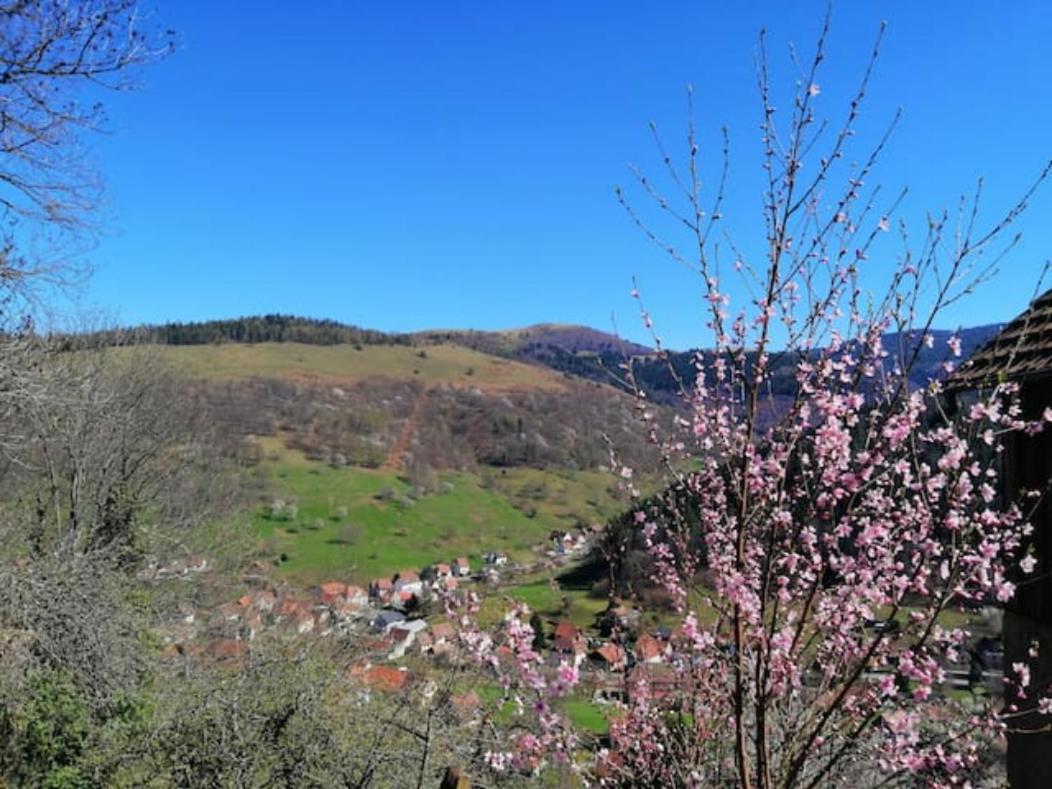 Les Locations de Stéphanie ,gîte L'Arbre Vert Sondernach Extérieur photo